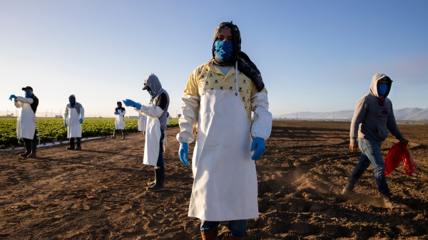 美國加州允許該州的非法移民申請武漢肺炎疫情救濟金，引發外界強烈反彈。圖為在加州農田裡工作的外籍勞工。（圖片來源：Brent Stirton/Getty Images）