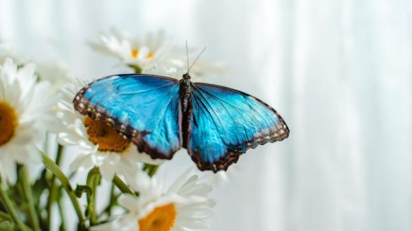 蝴蝶可以利用鳞片颜色为自己加密，向潜在交配对象呈现一种颜色，向捕食者则呈现另外一种颜色。