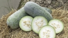 減肥抗癌的好食材——冬瓜(圖)