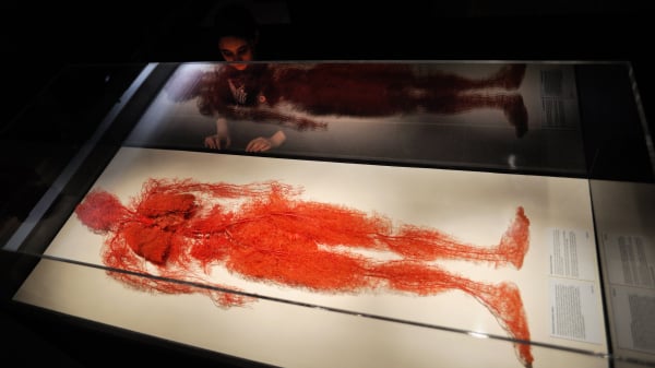 与隋鸿锦的公司签约，由其提供全部尸体标本的美国第一展览公司2013年4月份在保加利亚首都索菲亚进行了人体尸体展。图为4月24日，一个女孩看着被从人体中完全分离出的人体全部血管塑化标本。