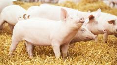 猪讬梦给儿子的奇闻(组图)