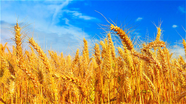 罕萨人在谷类中多食用小麦和小米，图为麦田。