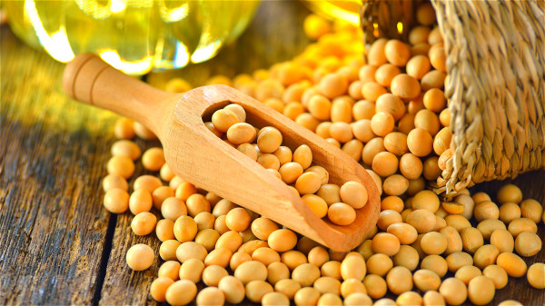 黄豆是常见的预防心脏病的食物，可促进体内脂肪和胆固醇代谢。