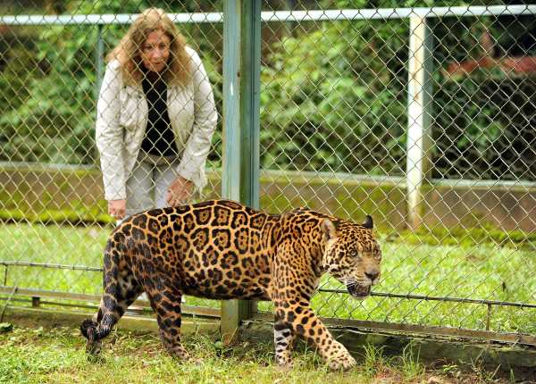 2013年1月11日，保護動物的非政府組織NEX的創始人克里斯蒂娜．吉安尼在看著一隻圈養的美洲豹。