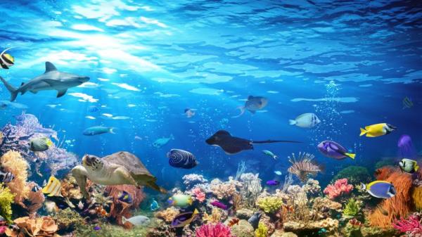 海底世界并不安静，鱼类能够发出各种声音来相互“交谈”。