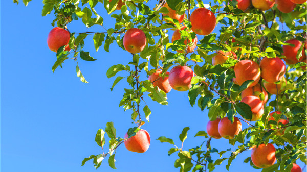 蘋果皮的多酚含量比果肉還多，纖維也更高。