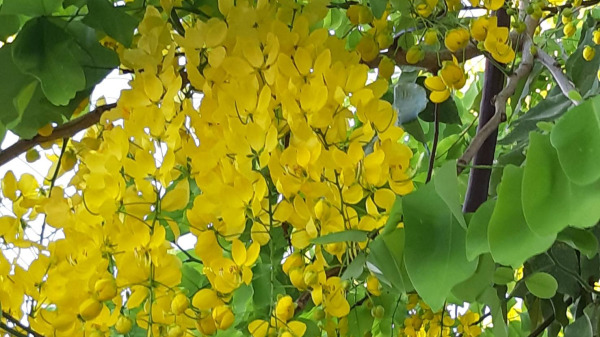 成串的金黄色花办悬在树梢，吸引众多赏花群众围观拍美照。
