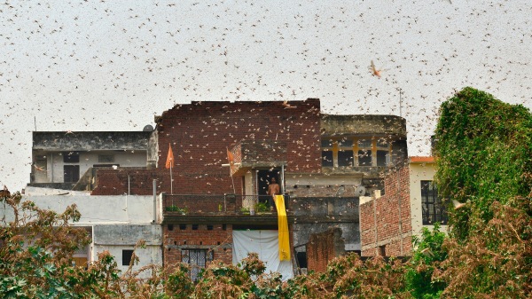 2020年6月11日，蝗虫大军出现在印度北方邦城市安拉阿巴德的居民区