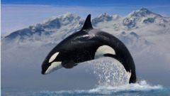 鲸鱼腹中经历生死航海家机智逃生(一)(图)