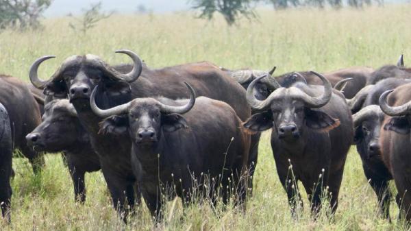 水牛是极难接近的大型危险动物。