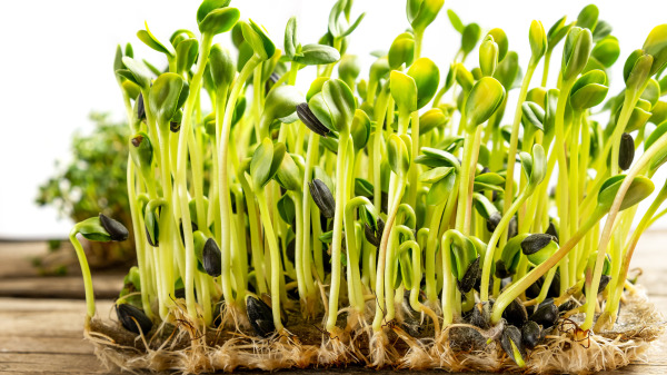 可以尝试发菜芽，因为它很容易，又可以快速有收获。