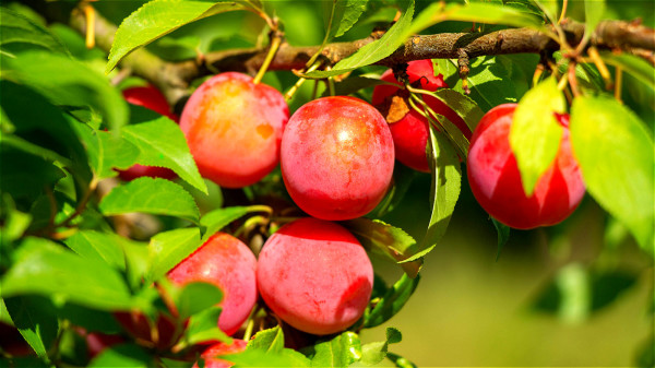 夏天燥热，吃苹果可以生津润燥，缓解脾胃虚弱、食欲不振的现象。