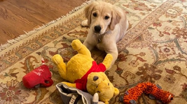 美國國務卿篷佩奧的愛犬Mercer與玩具小熊維尼