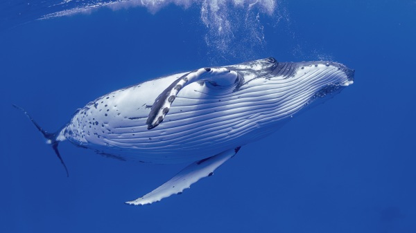 鯨魚是一種大型的海洋哺乳動物。（圖片來源：Adobe Stock）