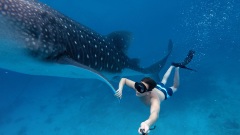 鲸鱼腹中经历生死航海家机智逃生(三)(图)