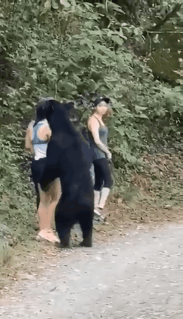 郊遊遇見熊
