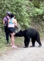 美女郊游遇黑熊被爪撩熊抱后还淡定自拍(组图视频)