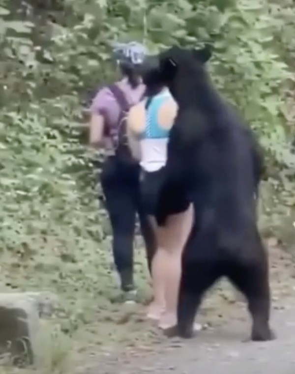 美女郊游遇黑熊被爪撩熊抱后还淡定自拍组图/视频