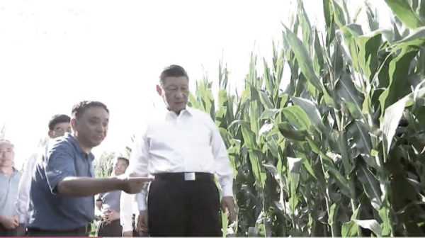 7月22日，習近平在吉林省考察農業。（圖片來源：視頻截圖）
