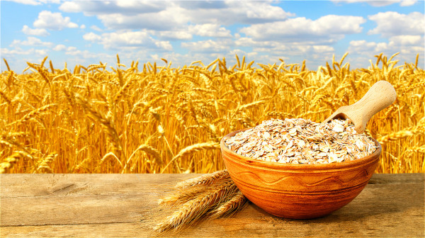穀物雜糧類的食物含有多種的營養素，像是維生素Ｂ群、膳食纖維與植化素等。