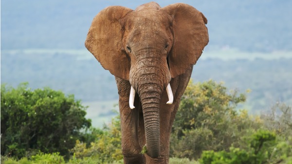 人的身体共有650块肌肉，而大象的鼻子居然有4万块肌肉。