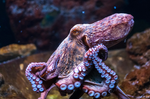 章鱼的八种表现让人充分了解它具有令人惊讶的高水平智商。