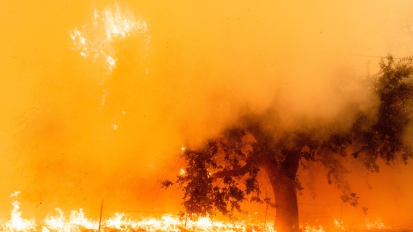 加州大火的罪魁光屁股的激进派？