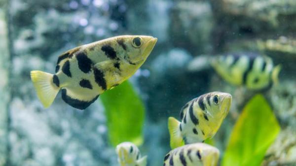 生物学研究发现，一种热带鱼具有非常强的识别人脸的能力。