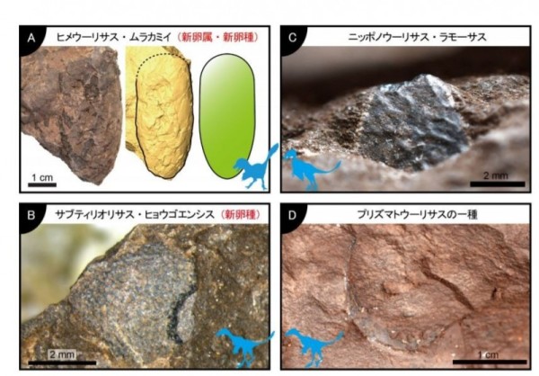日本发现了世界上最小的非鸟恐龙蛋化石，并获金氏世界纪录认证