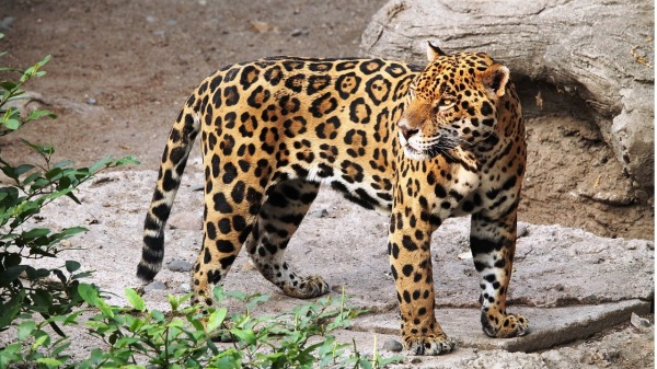 哥伦比亚农民捡养一只“猫”竟是美洲豹