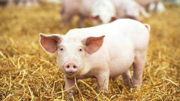 投胎为猪，不只是一种悲惨的宿命，还掺杂着因果报应的含义在里头。