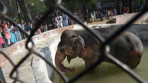 被困在动物园里35年之久的雄象卡凡（Kaavan），堪称“世上最孤独大象”。
