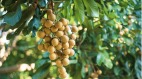 補血又養生的水果——龍眼(組圖)