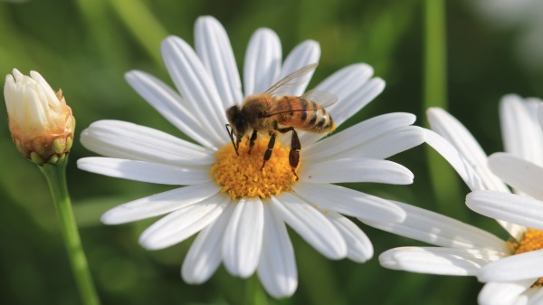 爱因斯坦曾说：“如果蜜蜂从地表上消失，人类活不过四年。”（图片来源：Adobe Stock）