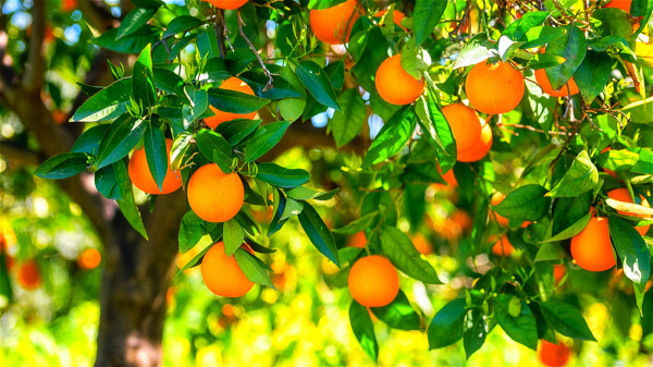 秋季適當吃些橘子，不僅能護血管、開胃，還有美容抗衰老的功效。