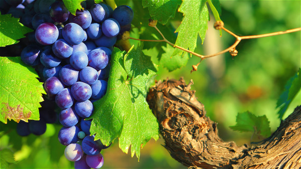 葡萄中蕴含丰富的维生素和纤维素，可以促进肝脏排毒。