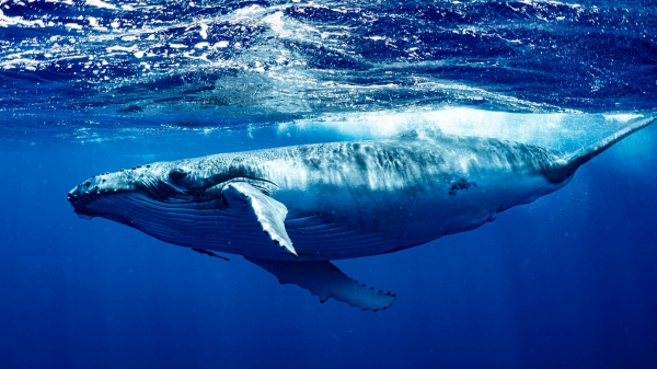 萬物皆有靈，這隻座頭鯨實在太暖心了，牠們其實很聰明很有愛阿！