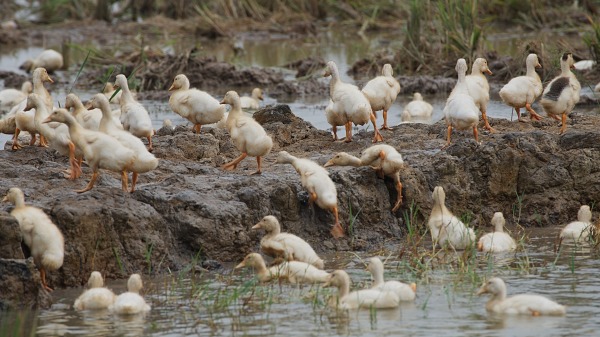 禽流感 鸭子 中国 死亡