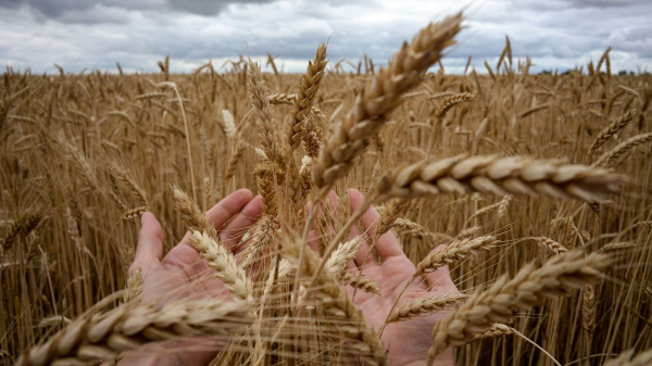 中国高价抢购澳大利亚生产的小麦。