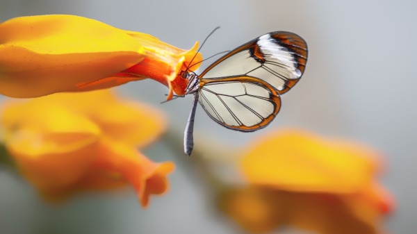 童话世界般的《玻璃翼蝴蝶》。（图片来源：Adobe Stock）