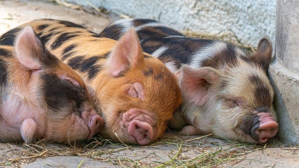 近期传出2种新型的非洲猪瘟病毒毒株在中国养猪场肆虐（图片来源：Pixabay）