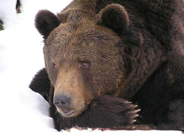 熊 熊孩子 熊媽媽