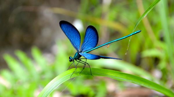 美麗的昆蟲千奇百怪，蘊含無數的生命奧秘。僅僅它的翅膀即可令人歎為觀止。
