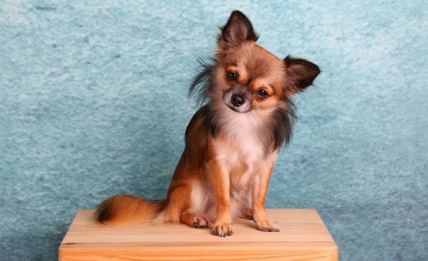 吉娃娃是全世界最小型的狗品種。