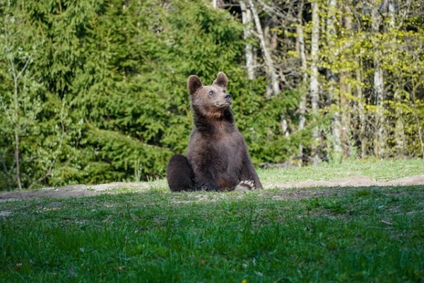 香农看到一只黑熊宝宝溜进她家后院。