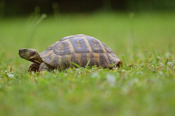 一只宠物乌龟失踪了，30年后被发现。当年的小乌龟长成了大乌龟。（示意图/Gini George/Pixabay）