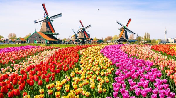 荷兰有名的郁金香和风车。