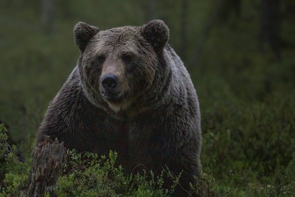 在加拿大黑熊有时会出没在居民区。