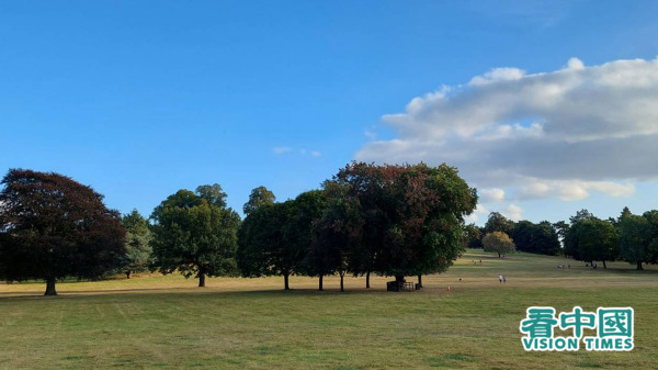 图为英国公园内辽阔的草地和“会讲故事”的大树。（图片来源：受访者提供）