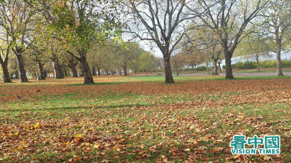 现在正值深秋，英国无论公园，还是街头都布满金黄的落叶，一片秋意盎然。（图片来源：受访者提供）